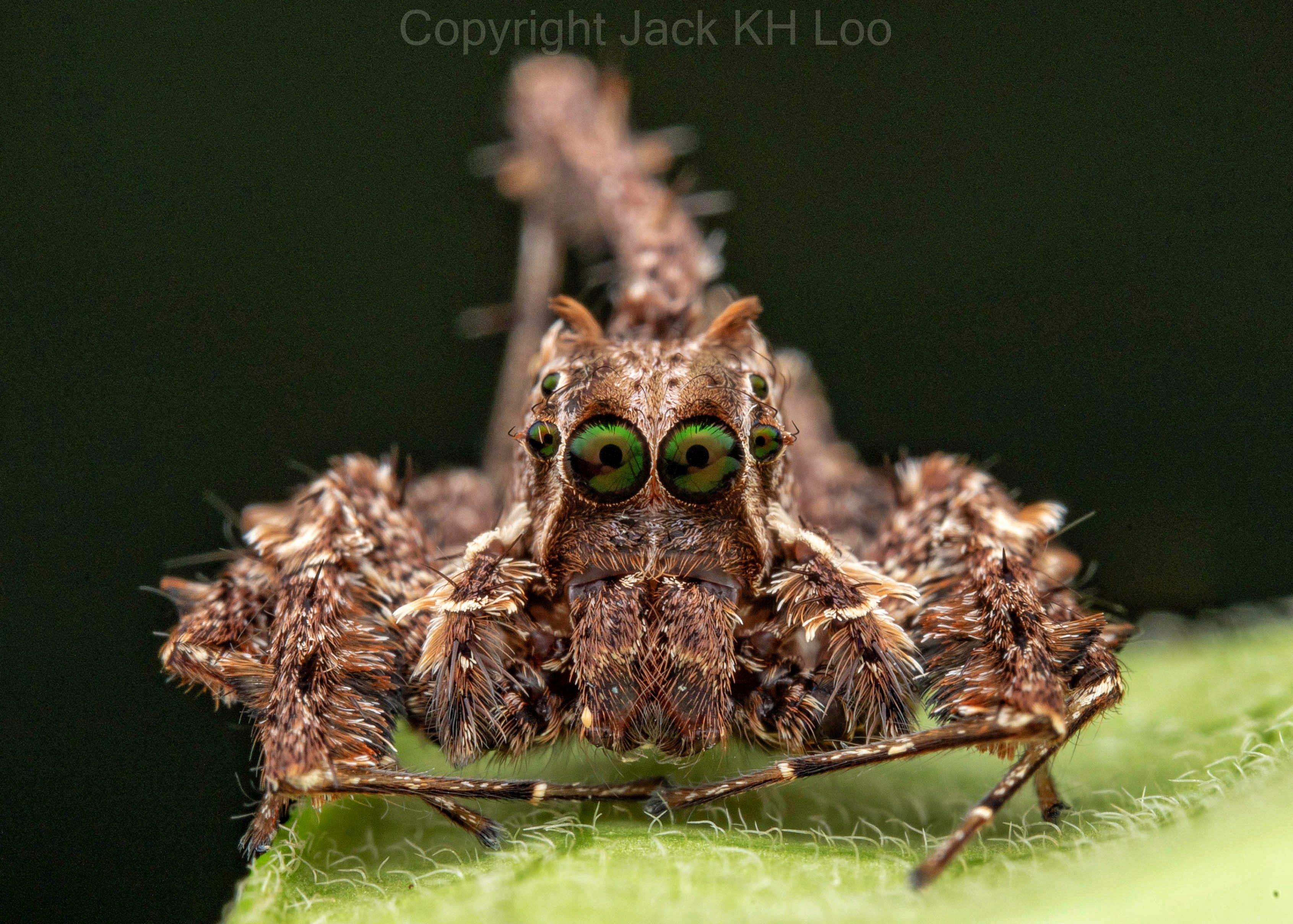 Encounter Unique Wildlife Along Africas Scenic Routes