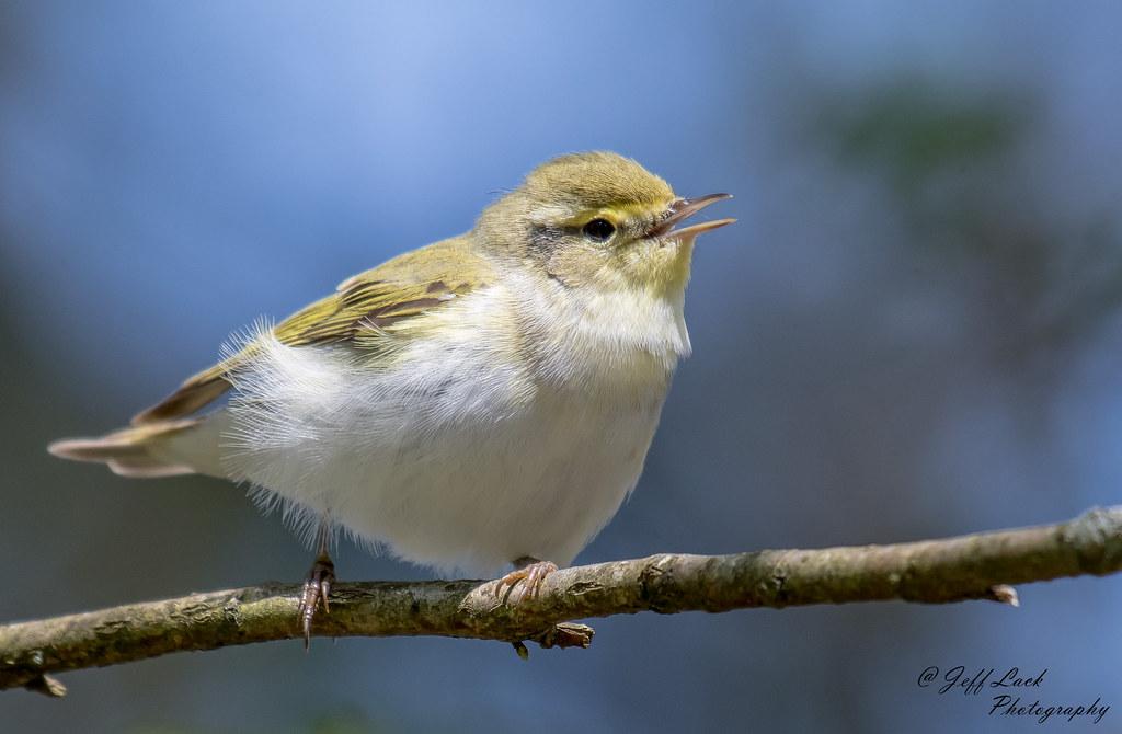 Seasonal Highlights and ‌Rare Species to Spot ⁢Across the Continent