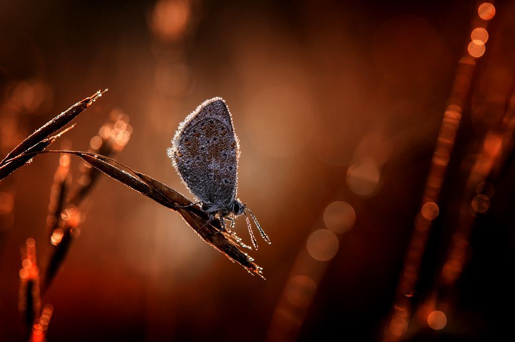 Guidelines for⁣ Responsible Wildlife Experiences