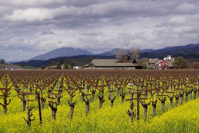 Exploring⁤ the ‍Terroirs of Napa Valley